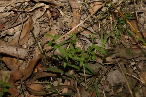 Image of Gonocarpus chinensis by (c) Greg Tasney, some rights reserved (CC BY-SA)