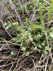 Pimelea spinescens spinescens