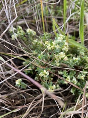 Pimelea spinescens spinescens