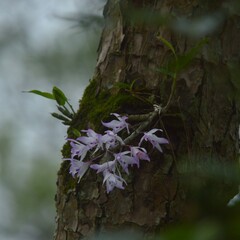 Dendrobium transparens