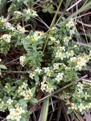 Pimelea spinescens spinescens