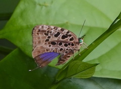 Arhopala anthelus