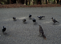 Strepera versicolor plumbea