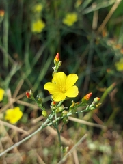 Linum maritimum