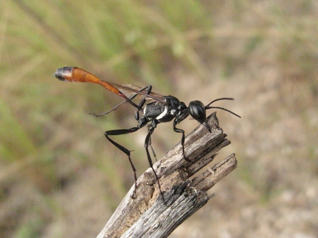 Ammophila gracilis