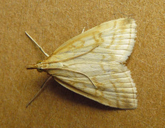 Udea lutealis
