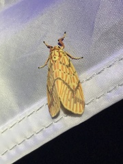 Barsine striata