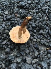 Microporellus dealbatus