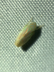 Linnavuoriella arcuata