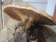 Microporellus dealbatus