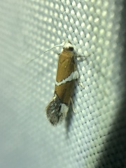 Promalactis longiuncata