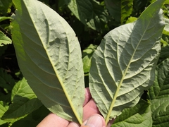Syringa × henryi