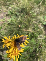 Erebia epiphron