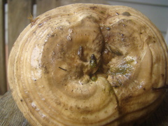 Microporellus dealbatus