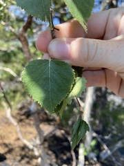 Betula pendula pendula