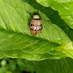 Meristata spilota