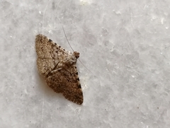 Polydesma boarmoides