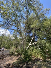 Betula pendula pendula