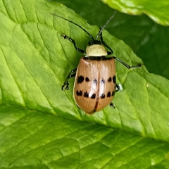 Meristata spilota