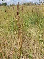 Plantago altissima