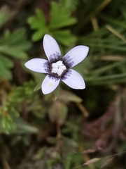 Comastoma