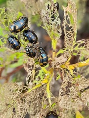 Chrysomela lapponica