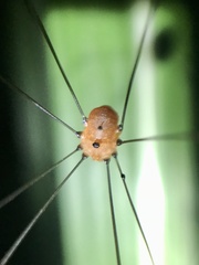 Pseudogagrella splendens
