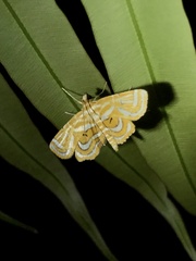 Cymoriza