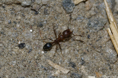 Monomorium salomonis