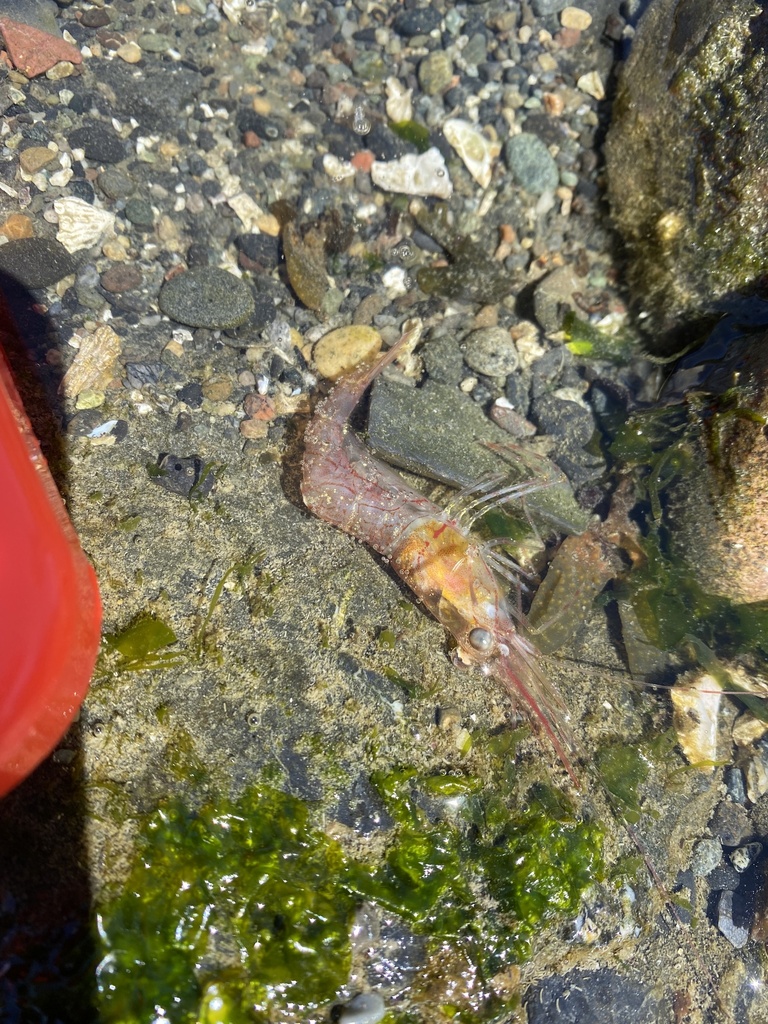 humpy shrimp