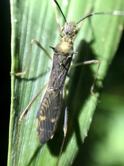 Marcius longirostris