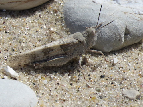 Lake Huron Locust photo 5