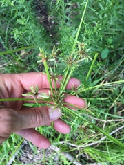 Cyperus ochraceus