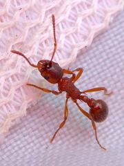 Myrmica ruginodis