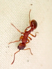 Myrmica ruginodis