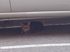 Felis catus