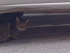 Felis catus