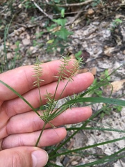 Cyperus thyrsiflorus