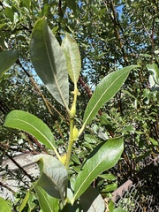 Salix