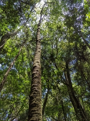 Trochodendron aralioides