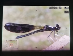 Aristocypha fenestrella