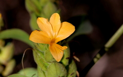Barleria crossandriformis