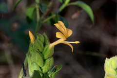 Barleria crossandriformis