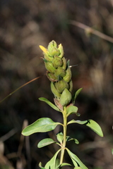 Barleria crossandriformis