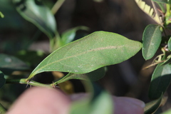 Barleria crossandriformis