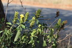 Barleria crossandriformis