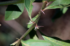 Barleria crossandriformis