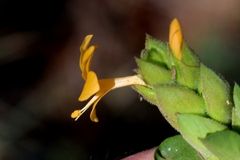Barleria crossandriformis