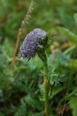 Sajanella monstrosa