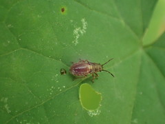 Graptostethus servus